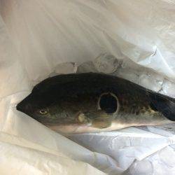 焼津近海　クルーズ釣果